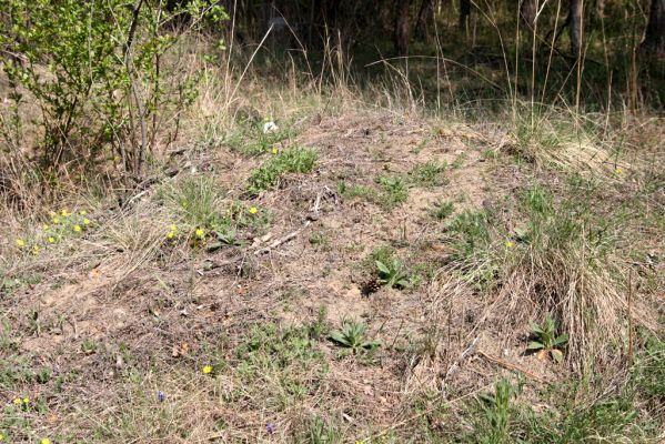 Mužla, Čenkov, 3.4.2014
Lesostepní formace v okolí Čenkovské stepi, osídlená kovaříky Cidnopus rusenae a Cardiophorus asellus.  



Keywords: Mužla Čenkov Cidnopus rusenae Cardiophorus asellus