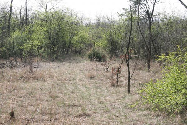 Mužla, Čenkov, 3.4.2014
Lesostepní formace v okolí Čenkovské stepi, osídlená kovaříky Cidnopus rusenae a Cardiophorus asellus.  


Klíčová slova: Mužla Čenkov Cidnopus rusenae Cardiophorus asellus