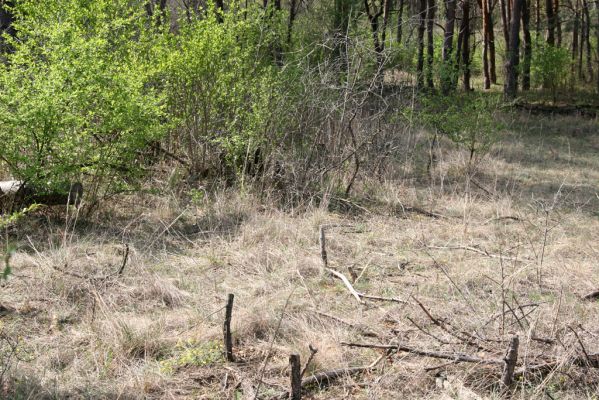 Mužla, Čenkov, 3.4.2014
Lesostepní formace v okolí Čenkovské stepi, osídlená kovaříky Cidnopus rusenae a Cardiophorus asellus.  



Klíčová slova: Mužla Čenkov Cidnopus rusenae Cardiophorus asellus