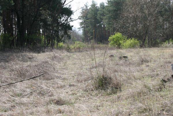 Mužla, Čenkov, 3.4.2014
Jihovýchodní cíp Čenkovské stepi osídlený kovaříky Cidnopus rusenae a Cardiophorus asellus.
Keywords: Mužla Čenkov Čenkovská step Cidnopus rusenae Cardiophorus asellus