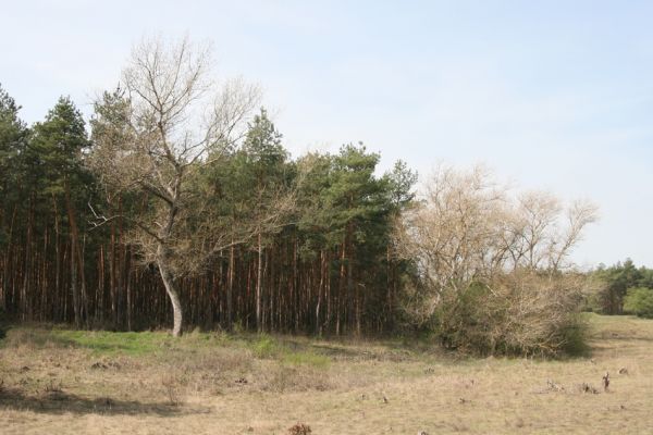 Mužla, Čenkov, 3.4.2014
Jižní okraj Čenkovské stepi osídlený kovaříky Cidnopus rusenae a Cardiophorus asellus.
Klíčová slova: Mužla Čenkov Čenkovská step Cidnopus rusenae Cardiophorus asellus