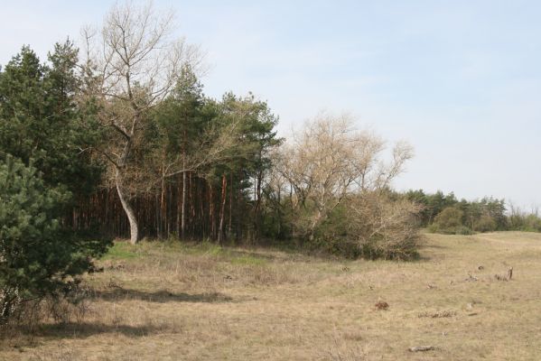 Mužla, Čenkov, 3.4.2014
Jižní okraj Čenkovské stepi osídlený kovaříky Cidnopus rusenae a Cardiophorus asellus.



Keywords: Mužla Čenkov Čenkovská step Cidnopus rusenae Cardiophorus asellus