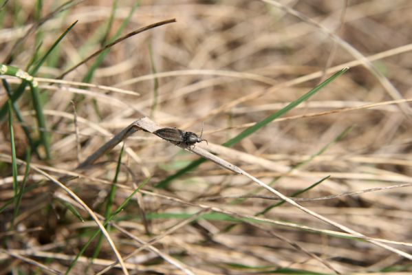 Mužla, Čenkov, 3.4.2014
Čenkovská step - kovařík Cardiophorus asellus.



Schlüsselwörter: Mužla Čenkov Čenkovská step Cardiophorus asellus