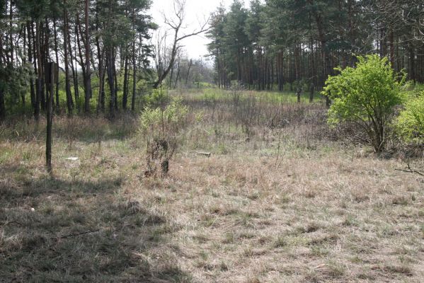 Mužla, Čenkov, 3.4.2014
Jihovýchodní cíp Čenkovské stepi osídlený kovaříky Cidnopus rusenae a Cardiophorus asellus.



Keywords: Mužla Čenkov Čenkovská step Cidnopus rusenae Cardiophorus asellus