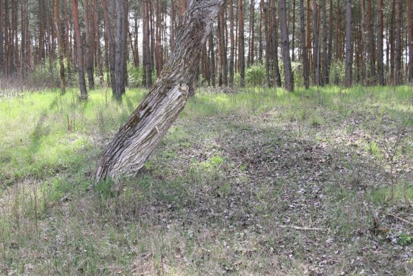 Mužla, Čenkov, 3.4.2014
Jižní okraj Čenkovské stepi osídlený kovaříky Cidnopus rusenae.


Mots-clés: Mužla Čenkov Čenkovská step Cidnopus rusenae