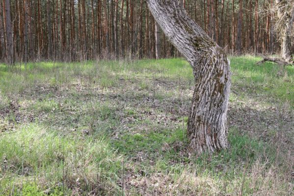 Mužla, Čenkov, 3.4.2014
Jižní okraj Čenkovské stepi osídlený kovaříky Cidnopus rusenae.


Klíčová slova: Mužla Čenkov Čenkovská step Cidnopus rusenae