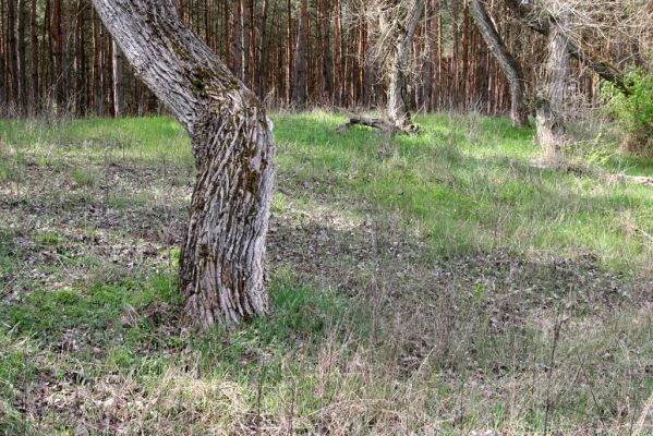 Mužla, Čenkov, 3.4.2014
Jižní okraj Čenkovské stepi osídlený kovaříky Cidnopus rusenae.



Klíčová slova: Mužla Čenkov Čenkovská step Cidnopus rusenae