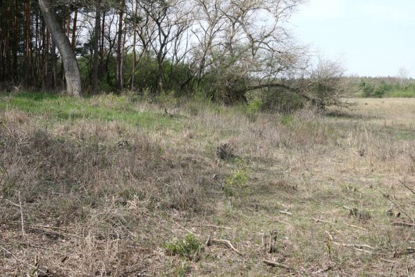 Mužla, Čenkov, 3.4.2014
Jižní okraj Čenkovské stepi osídlený kovaříky Cidnopus rusenae.



Schlüsselwörter: Mužla Čenkov Čenkovská step Cidnopus rusenae