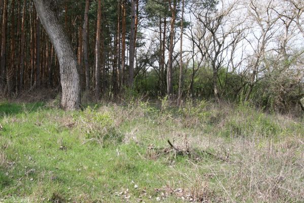 Mužla, Čenkov, 3.4.2014
Jižní okraj Čenkovské stepi osídlený kovaříky Cidnopus rusenae.



Klíčová slova: Mužla Čenkov Čenkovská step Cidnopus rusenae