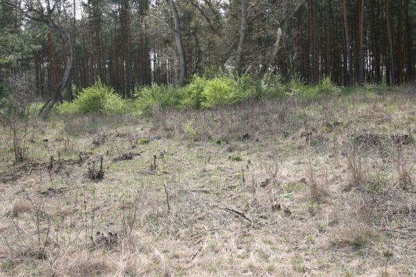 Mužla, Čenkov, 3.4.2014
Jižní okraj Čenkovské stepi osídlený kovaříky Cidnopus rusenae.



Klíčová slova: Mužla Čenkov Čenkovská step Cidnopus rusenae