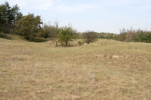 Mužla, Čenkov, 3.4.2014
Západní část Čenkovské stepi.



Klíčová slova: Mužla Čenkov Čenkovská step Limonius poneli