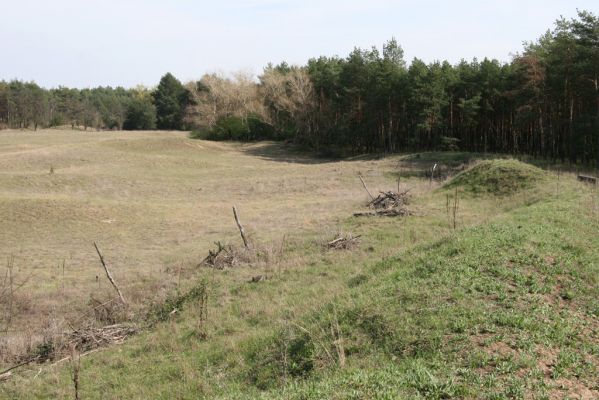 Mužla, Čenkov, 3.4.2014
Jižní okraj Čenkovské stepi. Pohled z valu na okraji bývalé střelnice.



Schlüsselwörter: Mužla Čenkov Čenkovská step Cidnopus rusenae Cardiophorus asellus Limonius poneli