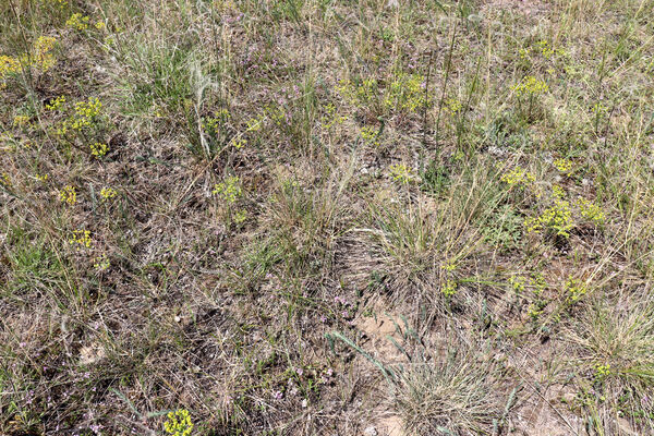 Mužla, Čenkov, 5.6.2022
Čenkovská step.
Keywords: Mužla Čenkov Čenkovská step