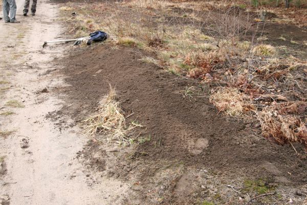 Čeperka - elektrovody, 19.3.2011
Předjarní brigáda zaměřená na prořezání březového náletu a rozvolnění písčin.
Klíčová slova: Čeperka elektrovody Cardiophorus ruficollis nigerrimus