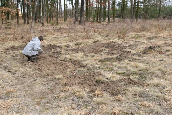 Čeperka - elektrovody, 19.3.2011
Předjarní brigáda zaměřená na prořezání březového náletu a rozvolnění písčin. Václav prohlíží vyryté larvy květomila Omophlus betulae a nachází imago Cardiophorus ruficollis.
Keywords: Čeperka elektrovody Cardiophorus asellus ruficollis nigerrimus