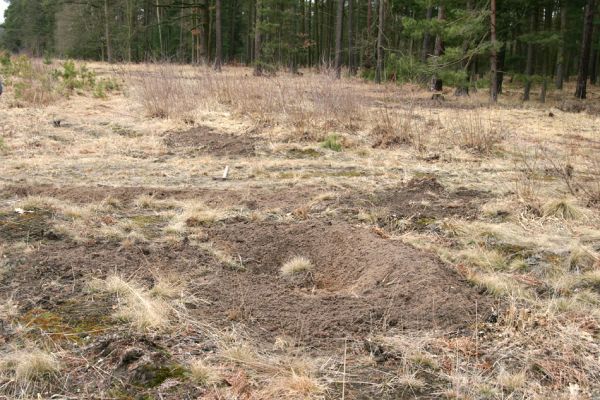 Čeperka - elektrovody, 19.3.2011
Předjarní brigáda zaměřená na prořezání březového náletu a rozvolnění písčin.
Mots-clés: Čeperka elektrovody Cardiophorus asellus ruficollis nigerrimus