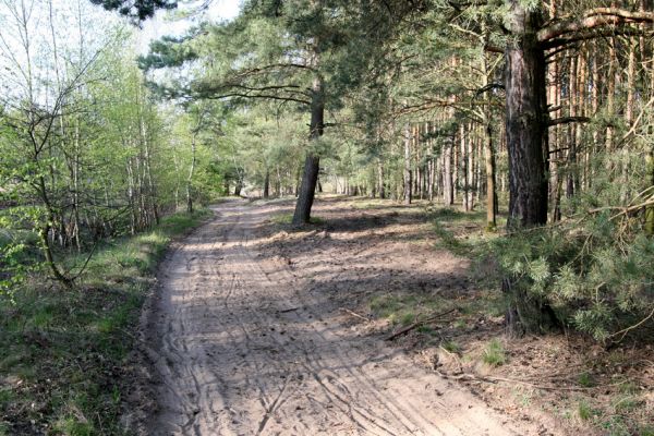 Čeperka, 20.4.2011
Na písčinách u železniční trati byla odstraněna část náletových dřevin a těžařské stroje rozvolnily písčitou půdu. Zbývá odstranit několik solitérních borovic.
Klíčová slova: Čeperka