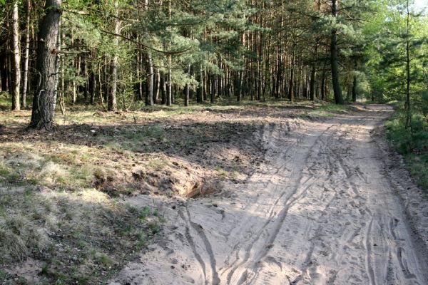 Čeperka, 20.4.2011
Na písčinách u železniční trati byla odstraněna část náletových dřevin a těžařské stroje rozvolnily písčitou půdu.
Schlüsselwörter: Čeperka