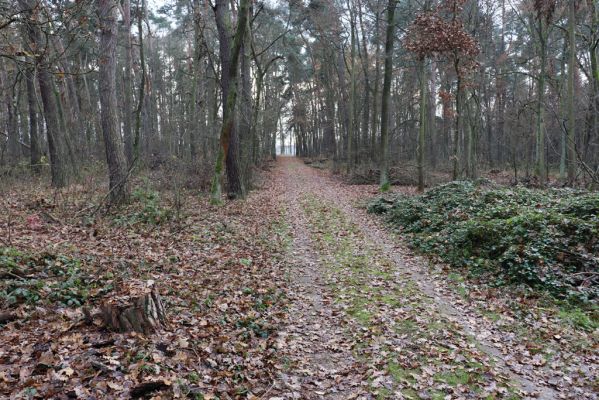 Čeperka, 23.11.2020
Les u Velké Čeperky.
Klíčová slova: Čeperka Velká Čeperka