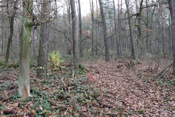 Čeperka, 23.11.2020
Les u Velké Čeperky.
Klíčová slova: Čeperka Velká Čeperka