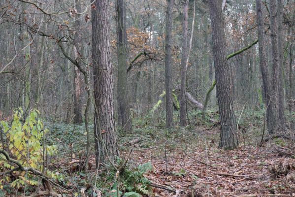 Čeperka, 23.11.2020
Les u Velké Čeperky.
Klíčová slova: Čeperka Velká Čeperka