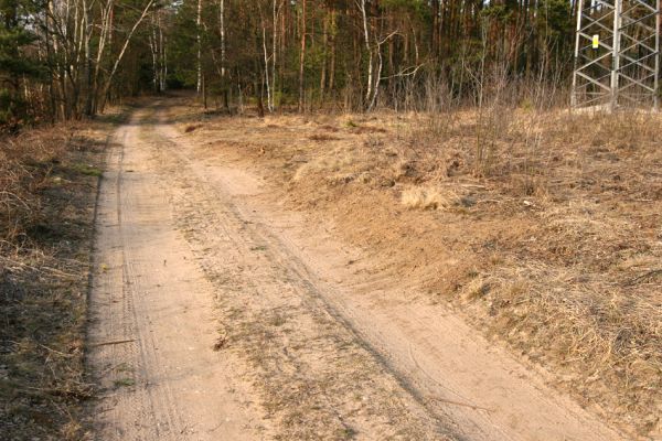 Čeperka, 25.3.2010
Borovice na okrajích cesty podél železniční trati v úseku pod elektrovody byly vykáceny. 
Mots-clés: Čeperka elektrovody Cardiophorus asellus