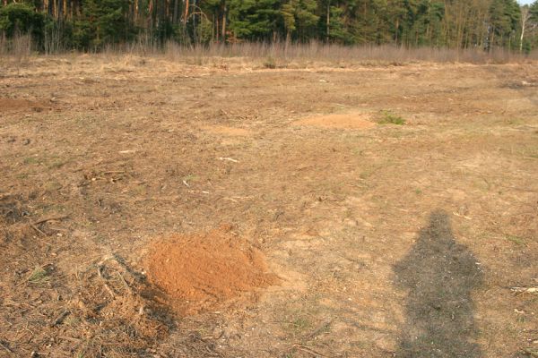 Čeperka, 25.3.2010
Volné písčité plochy osidlují samotářské včely.
Klíčová slova: Čeperka elektrovody Anisoplia villosa