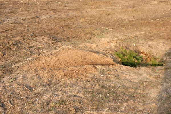 Čeperka, 25.3.2010
Volné písčité plochy osidlují samotářské včely.
Klíčová slova: Čeperka elektrovody Anisoplia villosa