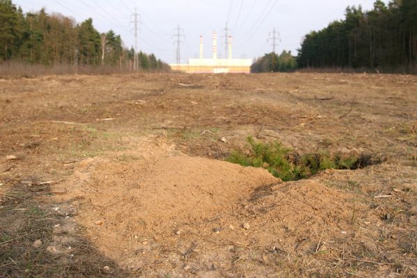 Čeperka, 25.3.2010
Volné písčité plochy osidlují samotářské včely.
Mots-clés: Čeperka elektrovody Anisoplia villosa