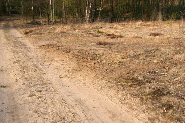 Čeperka, 25.3.2010
Borovice na okrajích cesty podél železniční trati v úseku pod elektrovody byly vykáceny. 
Mots-clés: Čeperka elektrovody Cardiophorus asellus