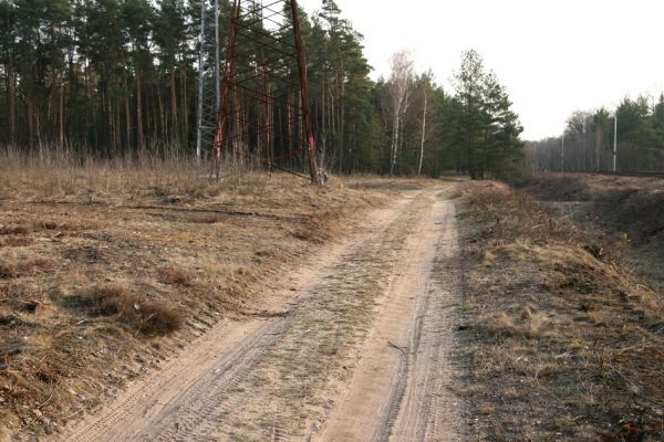 Čeperka, 25.3.2010
Borovice na okrajích cesty podél železniční trati v úseku pod elektrovody byly vykáceny. Biotop kovaříka Cardiophorus asellus.
Schlüsselwörter: Čeperka elektrovody Cardiophorus asellus