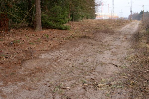 Čeperka, 25.3.2010
Borovice a břízy byly na okrajích cesty u severního okraje elektrovodů vykáceny.  
Mots-clés: Čeperka elektrovody Cardiophorus ruficollis nigerrimus