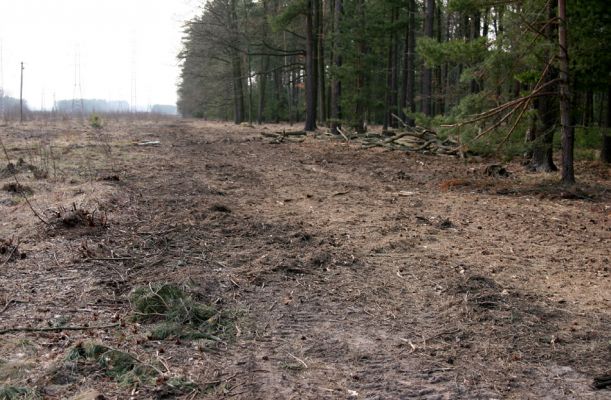 Čeperka, 25.3.2010
Nově zmulčovaný pás vegetace u severního okraje elektrovodů. Mulč nyní pokrývá i část volných písků v centru plochy.   
Klíčová slova: Čeperka elektrovody Cardiophorus asellus