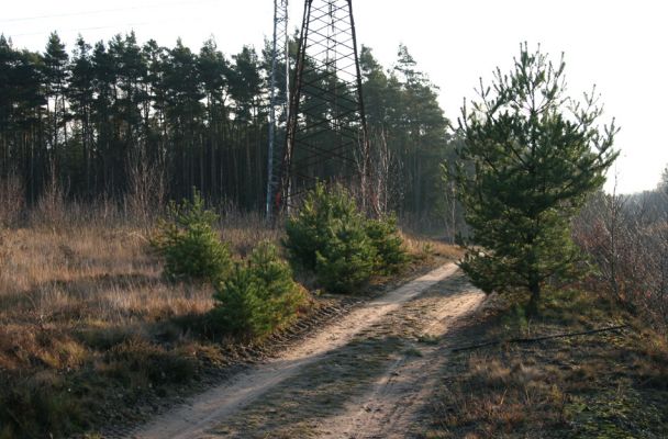 Čeperka, 2.12.2009
Písčítá cesta u železniční trati pod elektrickou přenosovou soustavou.
Klíčová slova: Čeperka plochaB Cardiophorus asellus