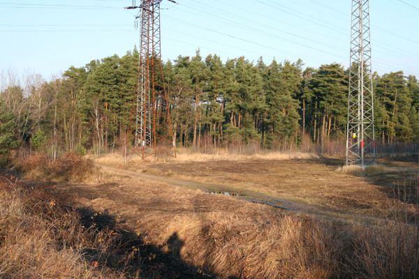 Čeperka, 2.12.2009
Pohled na vyfrézovanou plochu pod elektrickou přenosovou soustavou u železniční trati.
Klíčová slova: Čeperka plochaB Cardiophorus asellus