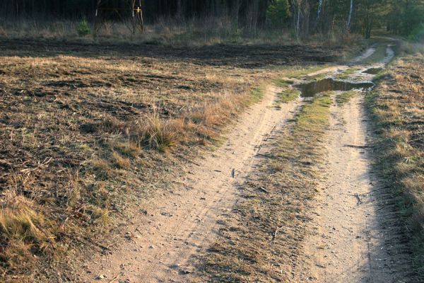 Čeperka, 2.12.2009
Okraj písčité cesty u frézované plochy pod elektrickou přenosovou soustavou u železniční trati.
Mots-clés: Čeperka plochaB