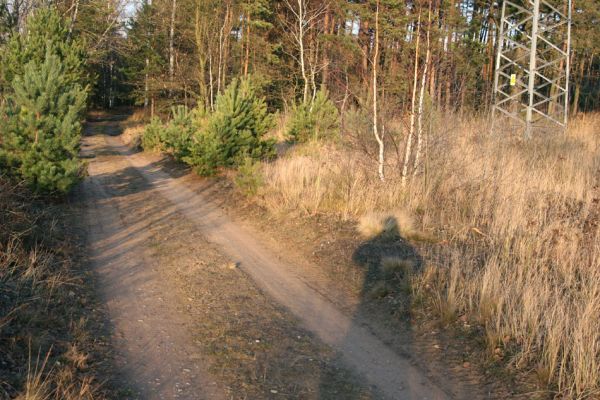 Čeperka, 2.12.2009
Písčitá cesta pod elektrickou přenosovou soustavou u železniční trati.
Klíčová slova: Čeperka plochaB Cardiophorus asellus