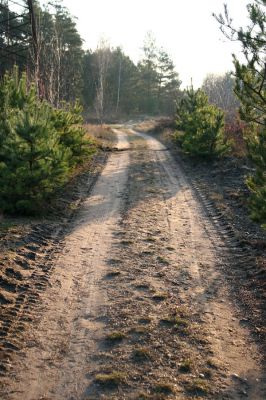 Čeperka, 2.12.2009
Písčitá cesta pod elektrickou přenosovou soustavou u železniční trati.
Klíčová slova: Čeperka plochaB Cardiophorus asellus