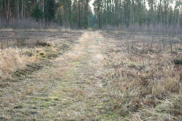 Čeperka, 2.12.2009
Písčitá cesta pod elektrickou přenosovou soustavou (ve střední části). Lokalita chroustka Anisoplia villosa.
Klíčová slova: Čeperka plochaE