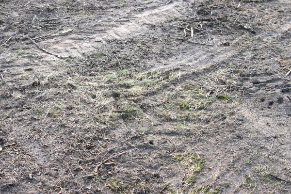 Čeperka, 2.12.2009
Frézovaná plocha pod elektrickou přenosovou soustavou (ve střední části). Lokalita chroustka Anisoplia villosa.
Schlüsselwörter: Čeperka plochaE