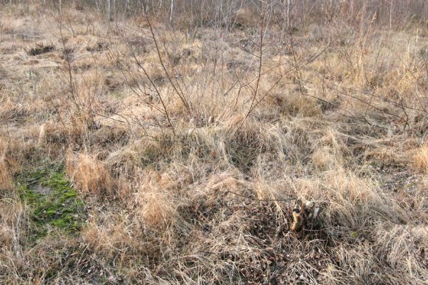 Čeperka, 2.12.2009
Odstraňování náletových dřevin - entomologický management na ploše pod elektrickou přenosovou soustavou (ve střední části). Lokalita chroustka Anisoplia villosa.
Keywords: Čeperka plochaE