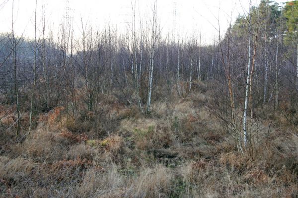 Čeperka, 2.12.2009
Náletové dřeviny na ploše pod elektrickou přenosovou soustavou (ve střední části). 
Schlüsselwörter: Čeperka plochaE