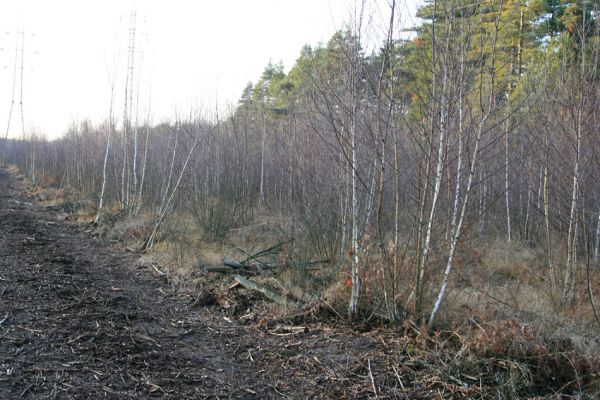 Čeperka, 2.12.2009
Odstraňování náletových dřevin frézováním na ploše pod elektrickou přenosovou soustavou (ve střední části). 
Schlüsselwörter: Čeperka plochaE