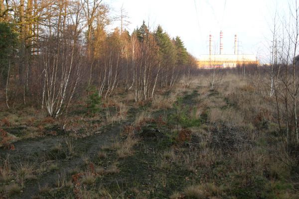 Čeperka, 2.12.2009
Jižní okraj lesa u plochy u elektrické přenosové soustavy (ve střední části). V dřívějších dobách se půda v této části plochy zaorávala - viz podélné světlé pásy volného písku.
Mots-clés: Čeperka plochaD