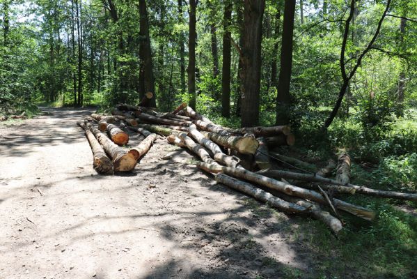 Čeperka, 4.7.2019
Svoziště kmenů u lesní cesty.
Klíčová slova: Čeperka Stenagostus rufus