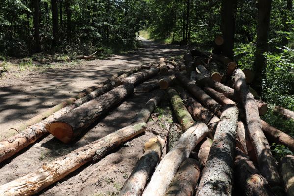 Čeperka, 4.7.2019
Svoziště kmenů u lesní cesty.
Klíčová slova: Čeperka Stenagostus rufus