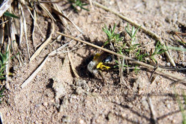 Čeperka, 9.4.2009
Volné písčité půdy pod elektrickou přenosovou soustavou. Ze života včel...
Klíčová slova: Čeperka plochaD