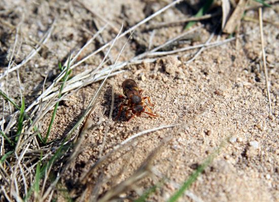 Čeperka, 9.4.2009
Včela druhu Nomada fucata. Volné písčité půdy pod elektrickou přenosovou soustavou.
Klíčová slova: Čeperka plochaD