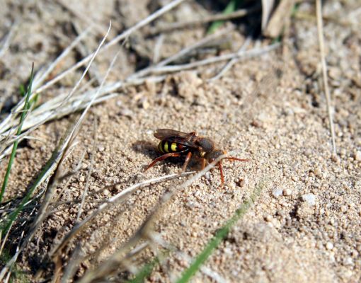 Čeperka, 9.4.2009
Včela druhu Nomada fucata. Volné písčité půdy pod elektrickou přenosovou soustavou.
Klíčová slova: Čeperka plochaD