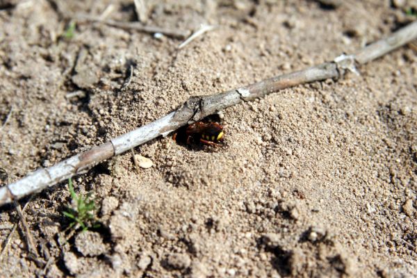 Čeperka, 9.4.2009
Včela druhu Nomada fucata. Volné písčité půdy pod elektrickou přenosovou soustavou.
Schlüsselwörter: Čeperka plochaD